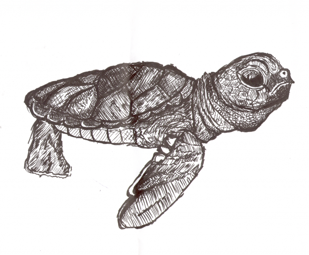 Baby Turtle Sketch